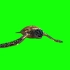 绿幕视频素材海龟