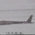“哈德逊河奇迹”实况录像，萨利机长的原型事件，全美航空1549号航班迫降事件。