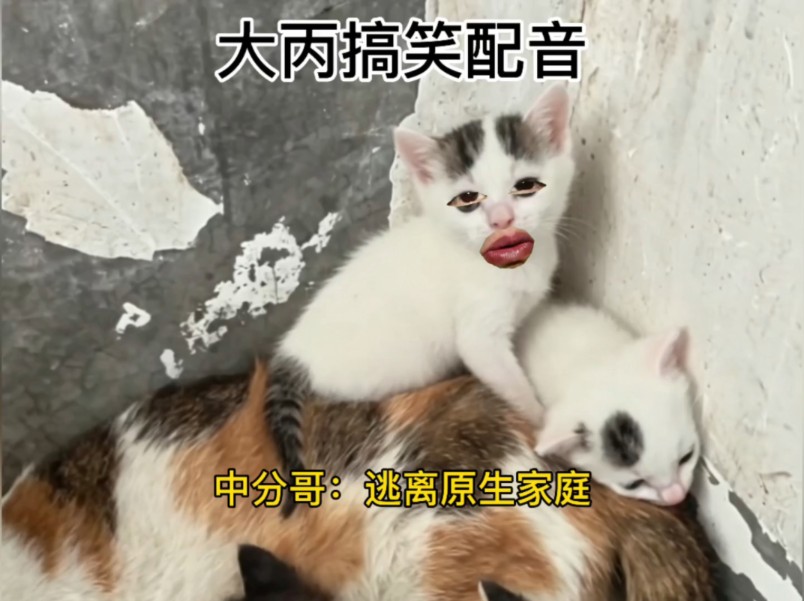 中分哥：逃离原生家庭