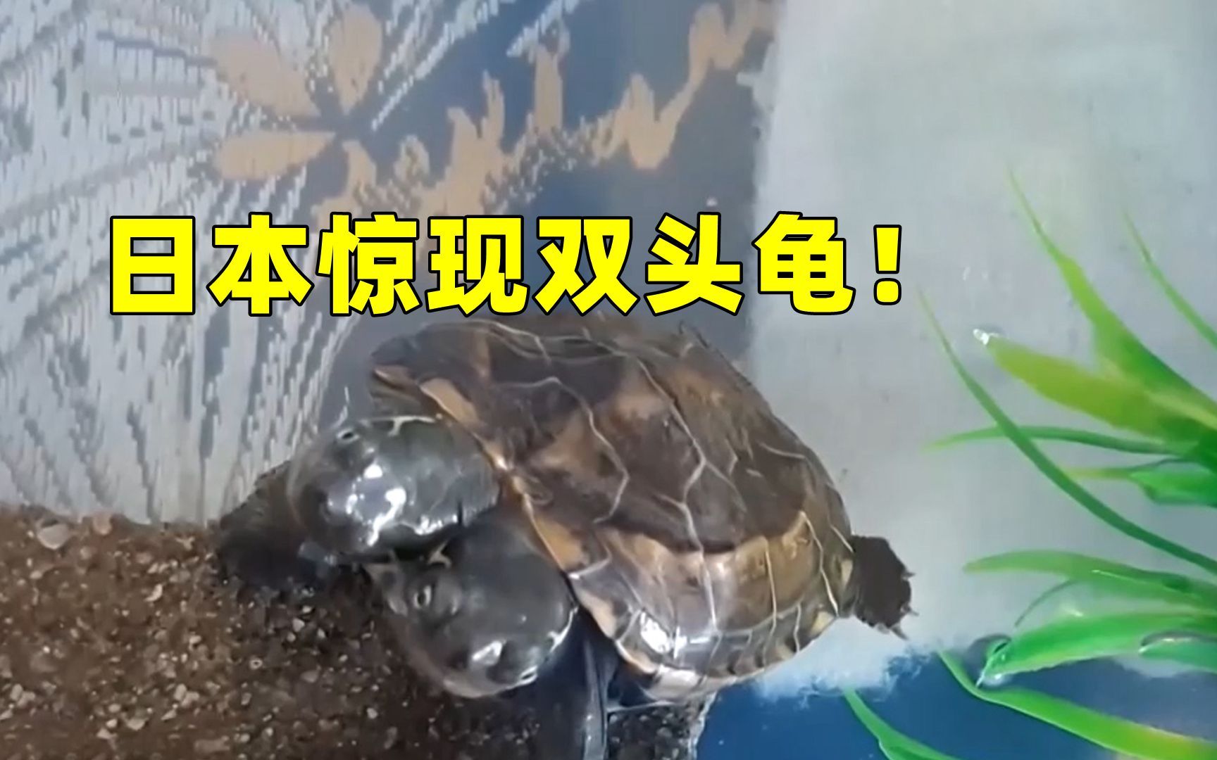 日本惊现双头龟！