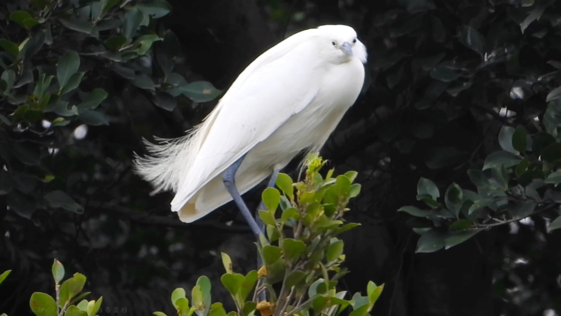 白鹭虽然仙气飘飘但好像有点点“傻气”