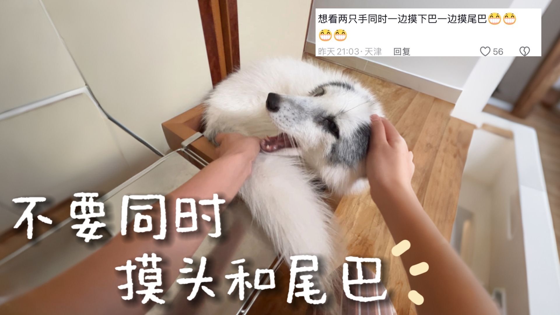 千万不要同时，摸狐狸的头和尾巴