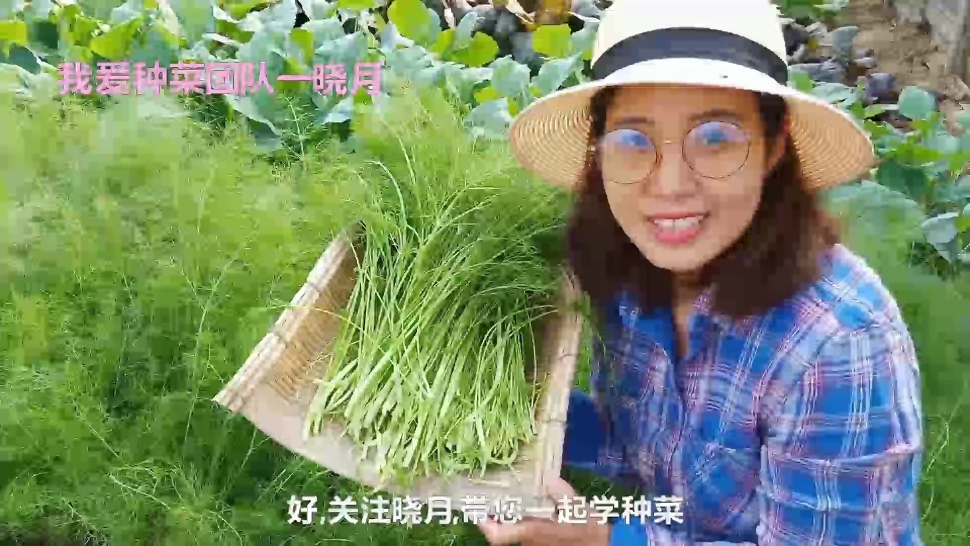 这样种植茴香，可以采收多茬，你也试试