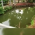 广州芳村的水沟里随便都能捞到龙鱼