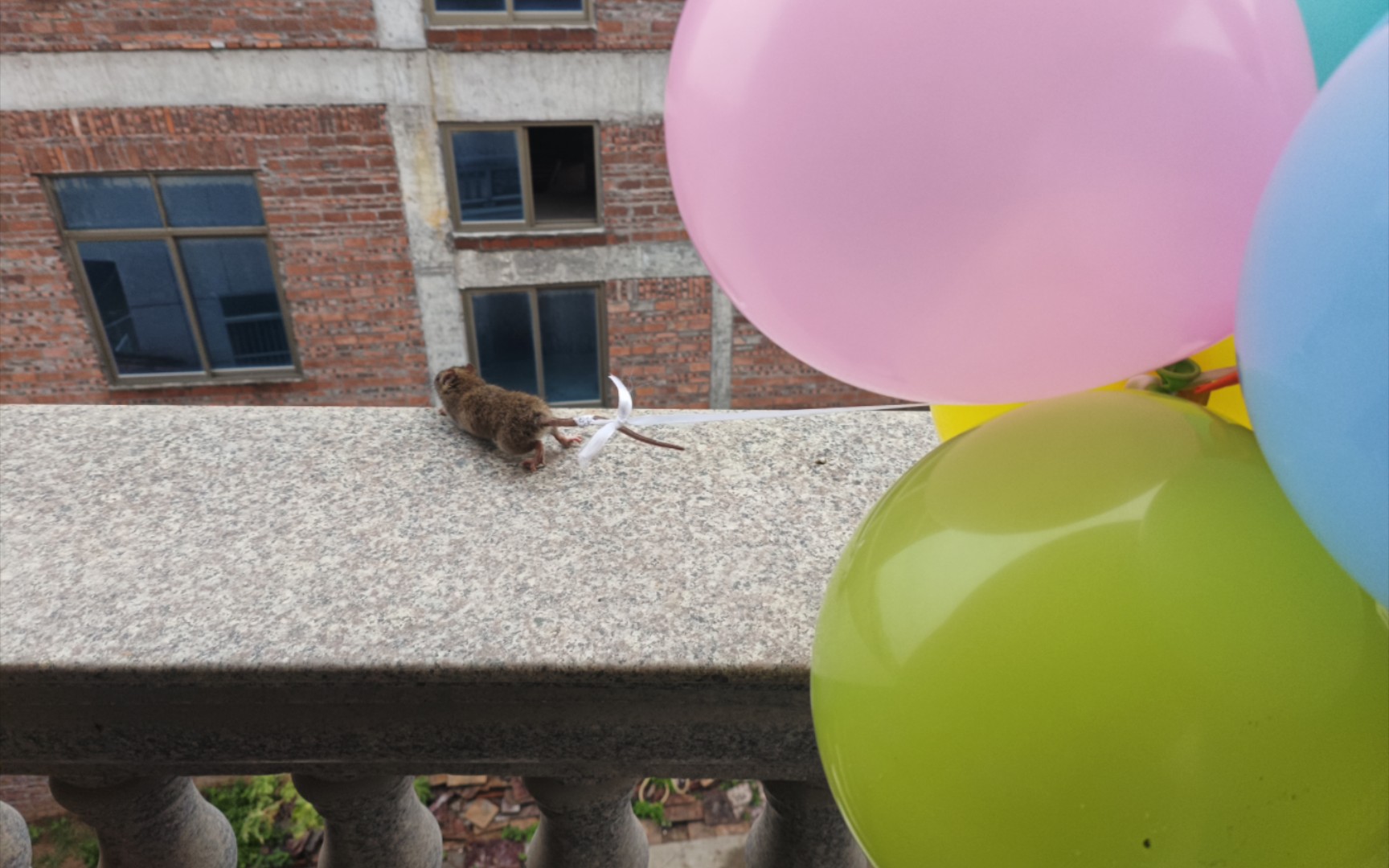 老鼠:跳伞