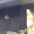 Spiders are magnificent engineers