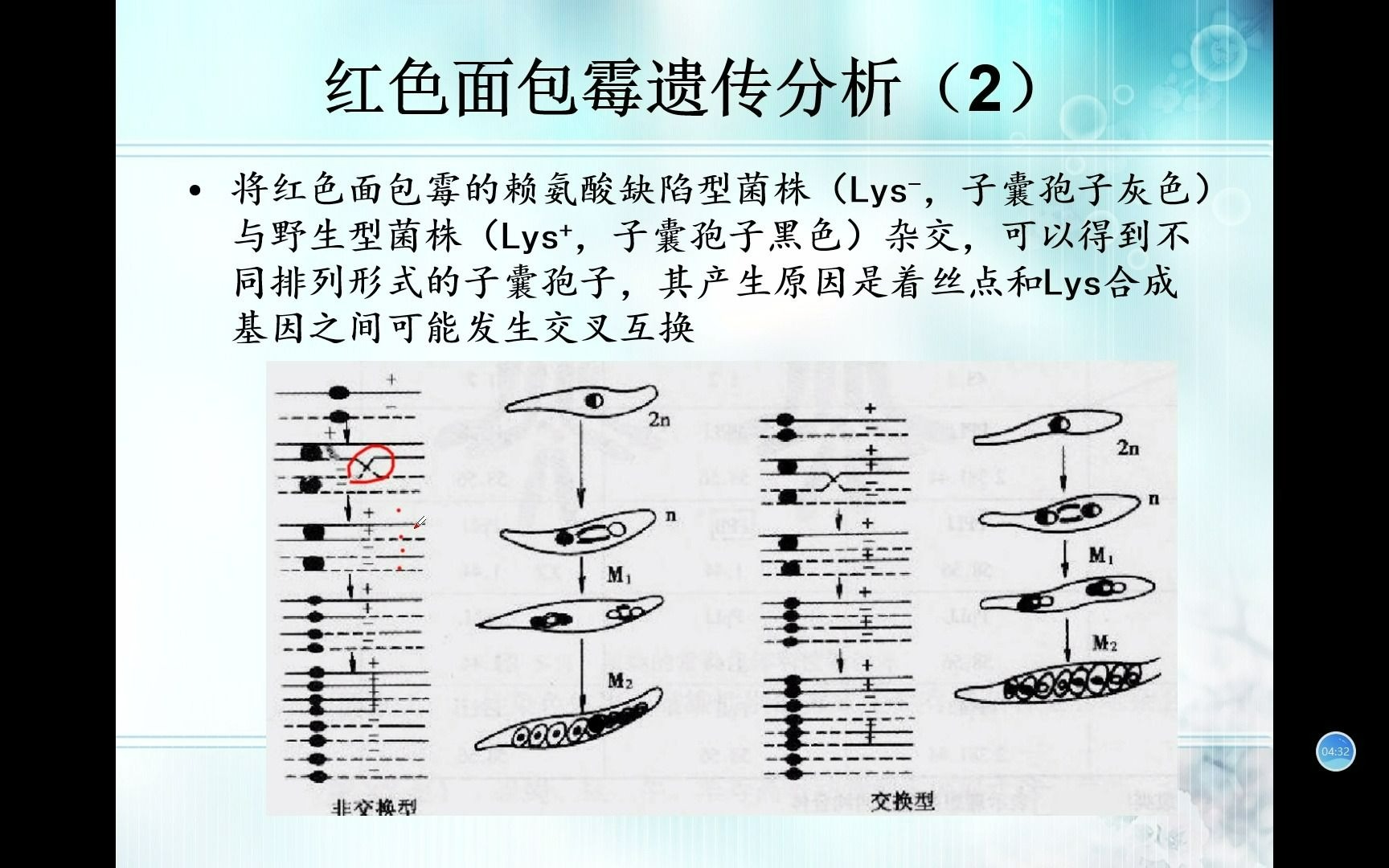 生物竞赛难点7-遗传学-红色面包霉（粗糙脉孢霉）