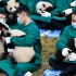 四川人民抱着今年刚分到的大熊猫，露出了满足的笑容