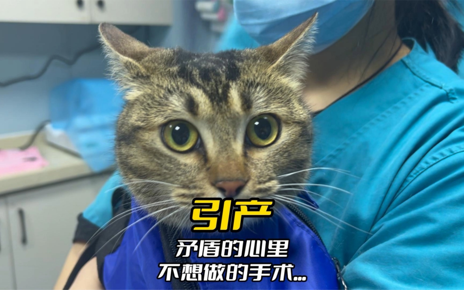 流浪猫引产  绝育  做这个手术心里很不舒服！