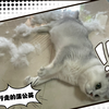 银渐层掉毛？他还挺享受