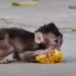 可怜的小猴宝宝已经饿坏了，终于捡到别人吃剩下芒果，为了填饱肚子大口大口的吞食着水果