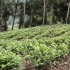 【真有机茶叶】森林里养蜂给茶树除虫，蜂蜜也富含茶多酚