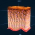 人体上皮组织的类型与细胞形状