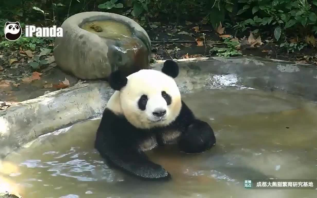 生活 动物圈 2017-09-28 18:14 硬币 收藏 爱滚滚~视频多为大熊猫日常