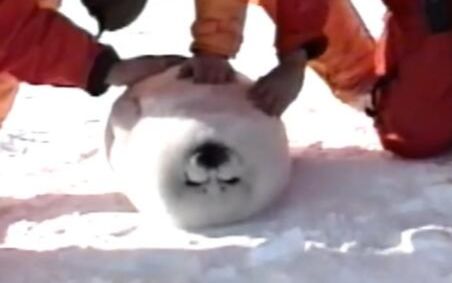 小海豹 摸摸肚子才能起来