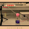探究环境污染对生物的影响