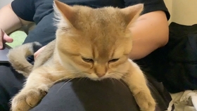 猫为什么一直呼呼呼的 7767c4e23c3f882b2bf2bf3e6b578f12a51b92fc.jpg@280w_158h_1c_100q.jpg
