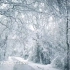 10小时暴风雪的声音使您放松，暴风雪的声音和森林中的狂风-真实场景声