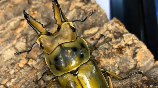 甲虫介绍第4集:黄金鬼锹甲