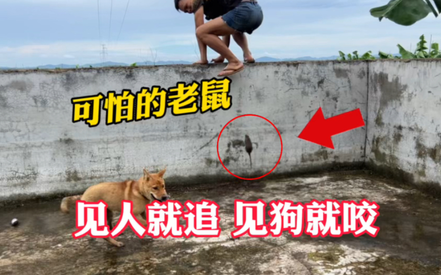 水池里闯入一只可怕的老鼠，见人就追见狗就咬，小伙被老鼠逼跳墙上