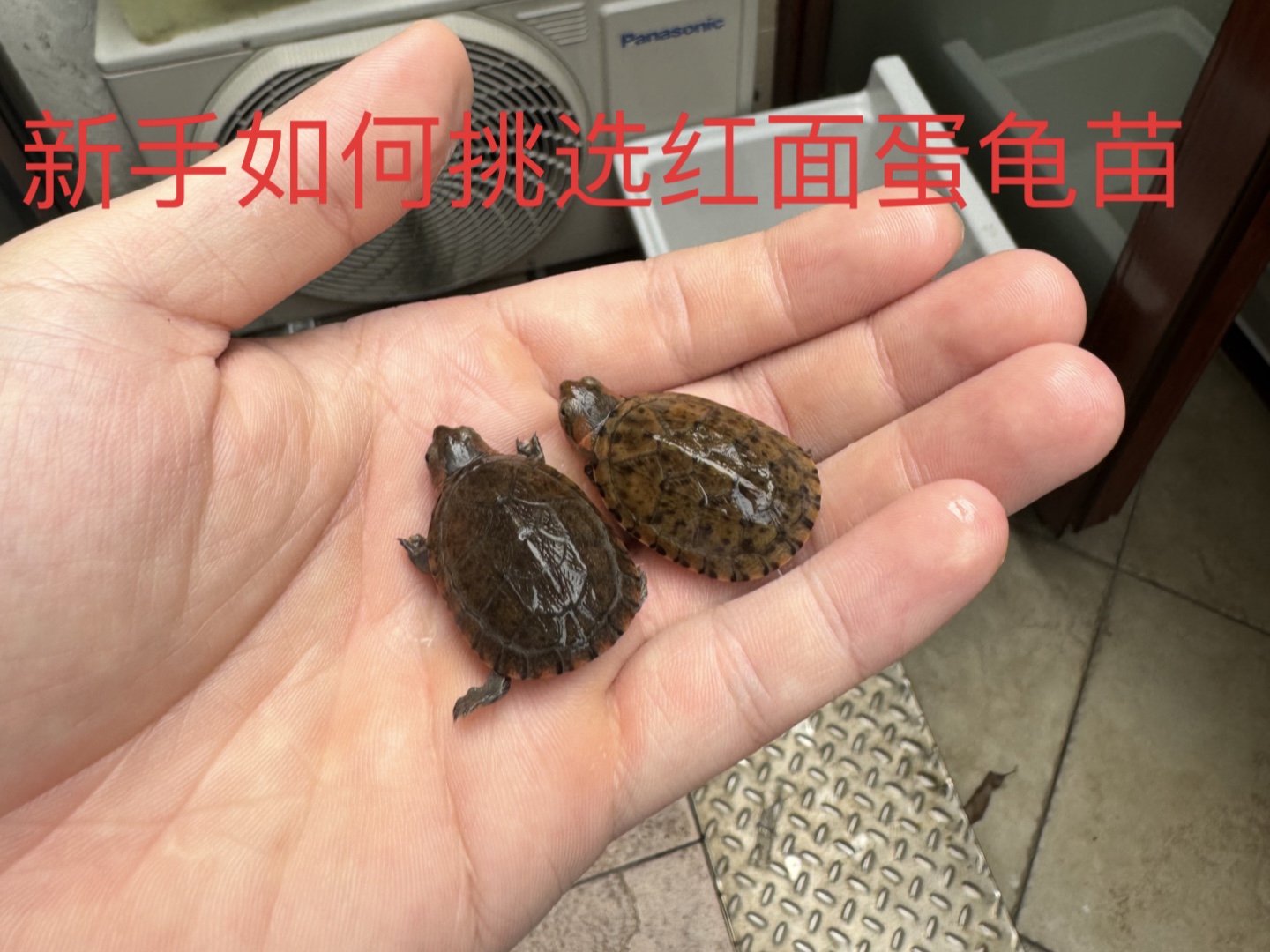 新手如何挑选红面蛋龟苗