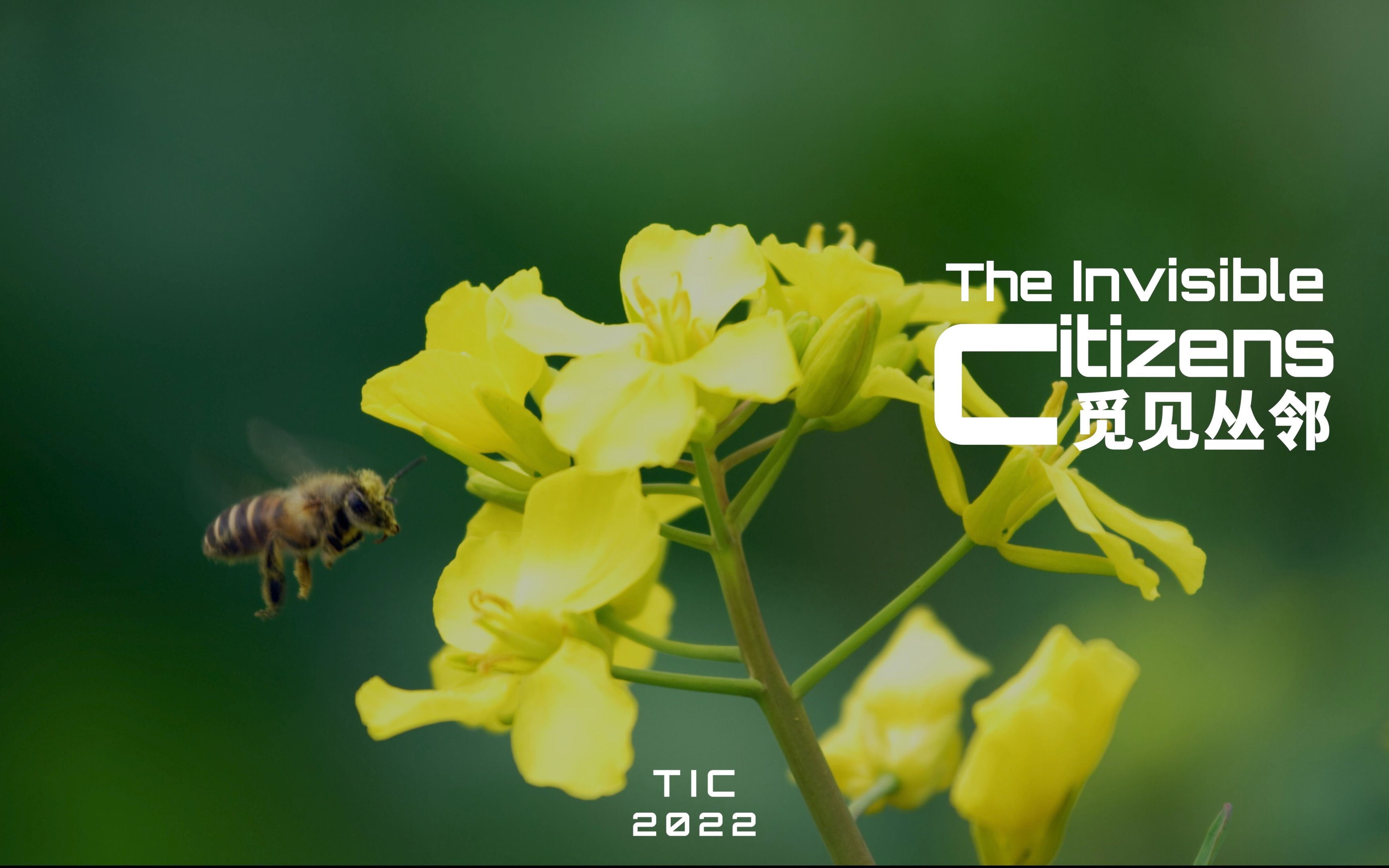 蜜蜂是如何定位花朵位置的-蜜蜂的视觉、嗅觉和通讯|觅见丛邻The Invisible Citizens