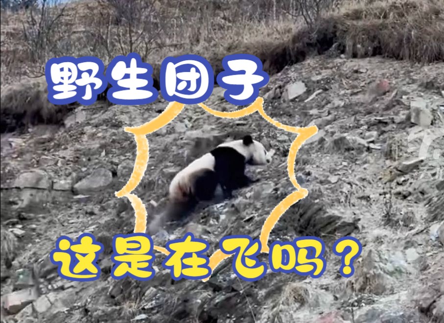 男子驾车过夹金山遇野生大熊猫，相距10米，直呼“好乖啊”！