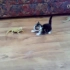 小猫被蜥蜴吓尿