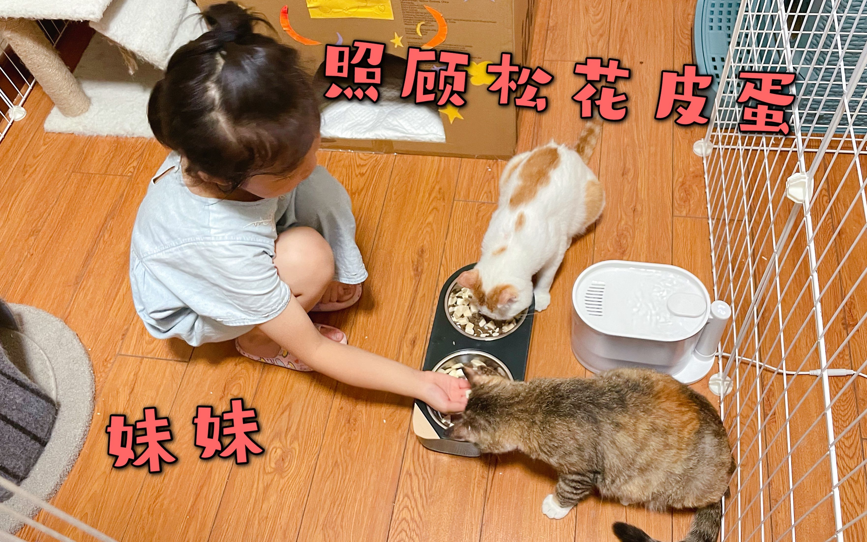 HELLO CAT猫咪主题儿童乐园都有哪些受欢迎的游乐项目? - 中国网