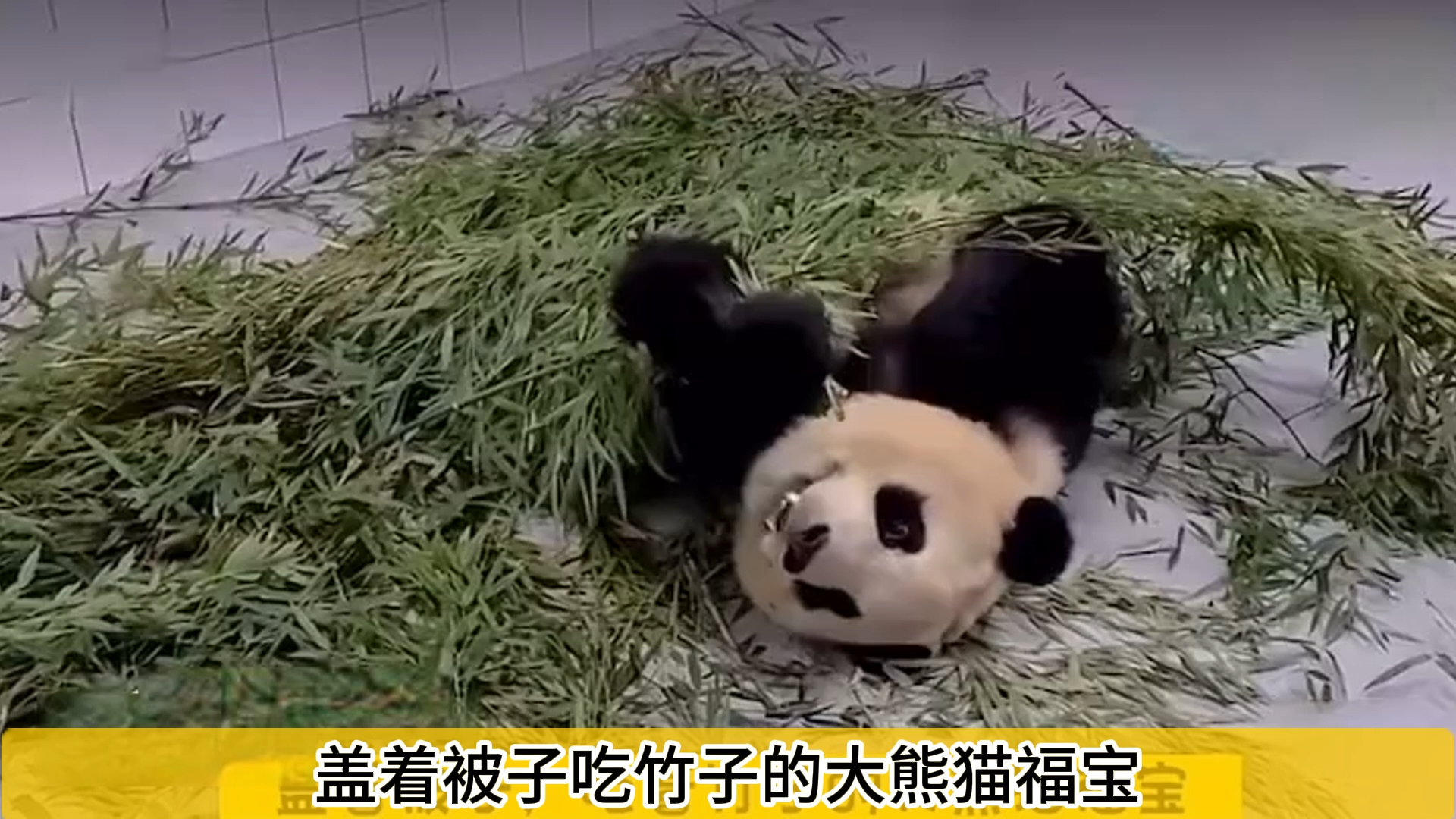姜爷爷发现了一只神奇的大熊猫：盖着被子吃竹子的福猪猪～