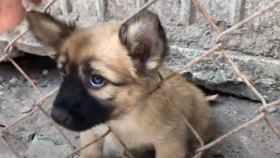 蓝鲸有哪些型号 780c18f595dd3c875a0e7c075eed251f47027e87.jpg@280w_158h_1c_100q.jpg