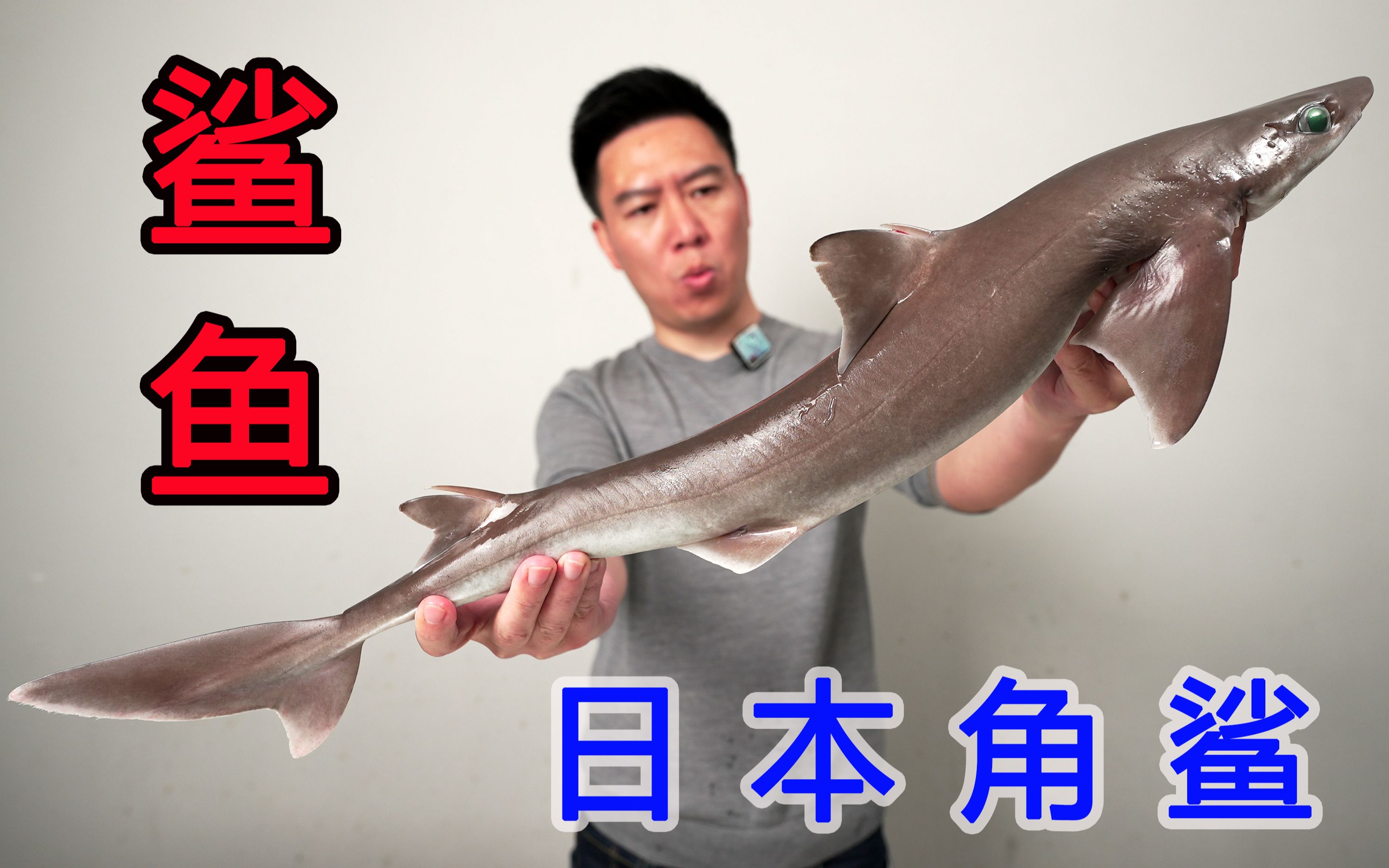 试吃一条日本角鲨，出锅后把我惊到了，完全不像鲨鱼肉