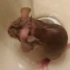 ??鼠鼠洗澡