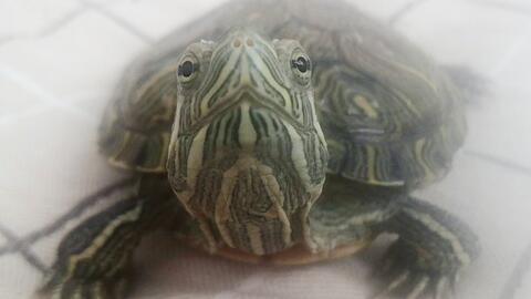 乌龟怎么看它 快生了 781eae8f9f7389bb56ad715174537fdd5f1769e3.jpg@480w_270h_1c
