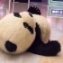 大熊猫的挨揍合集