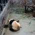 大熊猫：我可以从这里越狱吗？