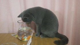 783a7135a8c1c1e7f22bc5134cf7d3842505c44c.jpg@280w_158h_1c_100q.jpg
