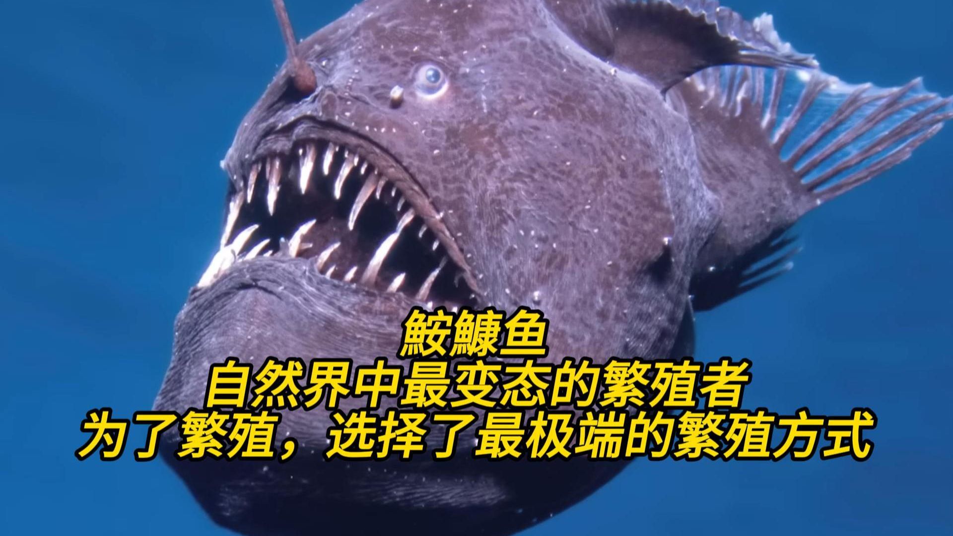 鮟鱇鱼，自然界中最变态的繁殖者，为了生存繁殖，选择了最极端的繁殖方式