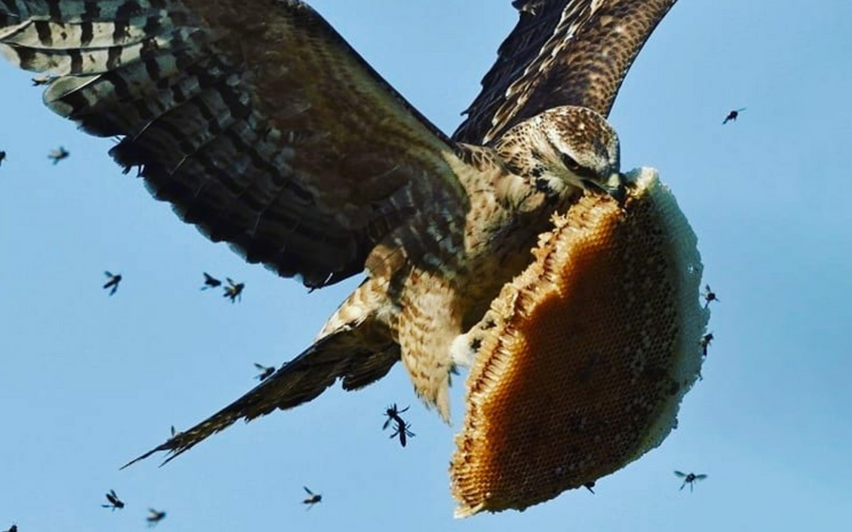 【纪录片】蜂巢猎手：凤头蜂鹰-WILDLIFE ：Hive Hunters-Oriental Honey Buzzards