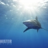 [英语中字]鲨鱼海洋：灭绝 Sharkwater Extinction