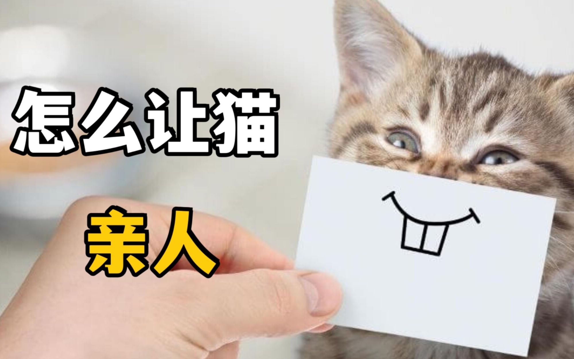 怎么让猫更亲人？