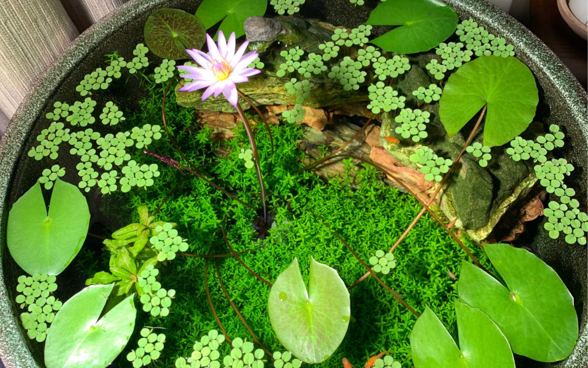 生态缸里的黑美人睡莲，花朵一朵接一条，不曾停~