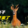 傻狍子看起来一点也不傻