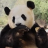 【大熊猫】震惊！两脚兽竟对胸毛兽做出这样的事……