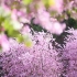 四月的紫荆花 治愈了五月梅雨季节的我