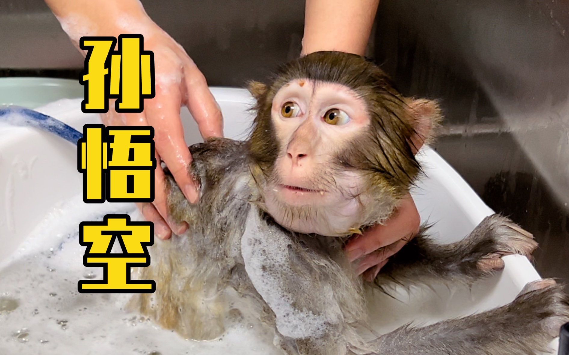 受邀给动物园的猴子洗澡 “齐天大圣”果然名不虚传！