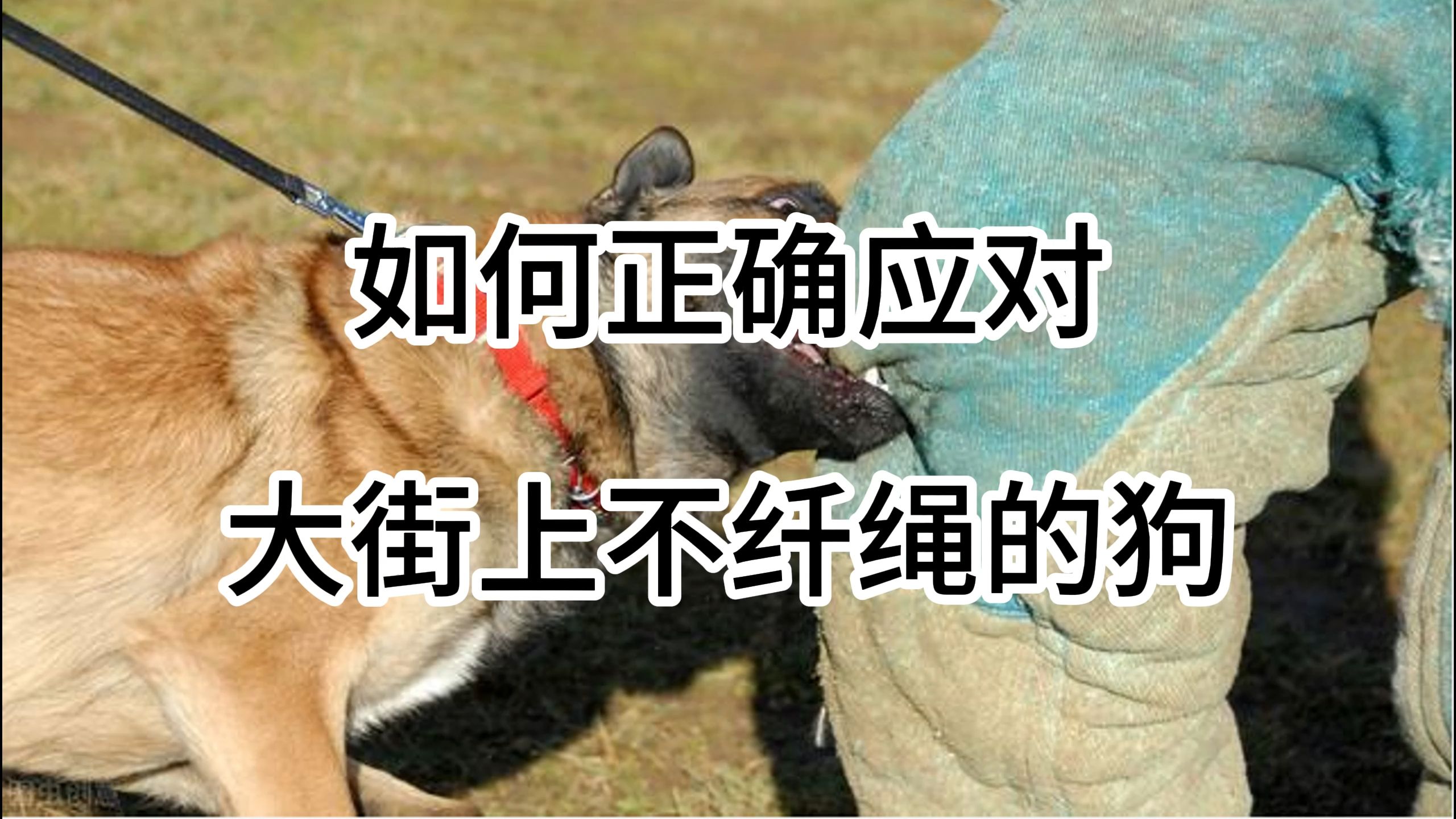 如何正确应对大街上不纤绳的大型犬