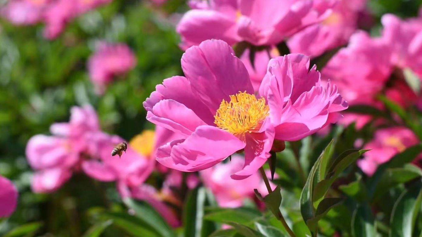 【空镜素材】芍药绽红绡，巴篱织青琐