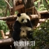 #大熊猫雅莉×雅竹# 宝宝挨了妈妈突如其来的一个耳光 委屈极了啊哈哈哈哈 你要是猪猪你还笑得出来么啊哈哈哈哈