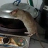 家里来了只老鼠，怎么办，在线等，很急！